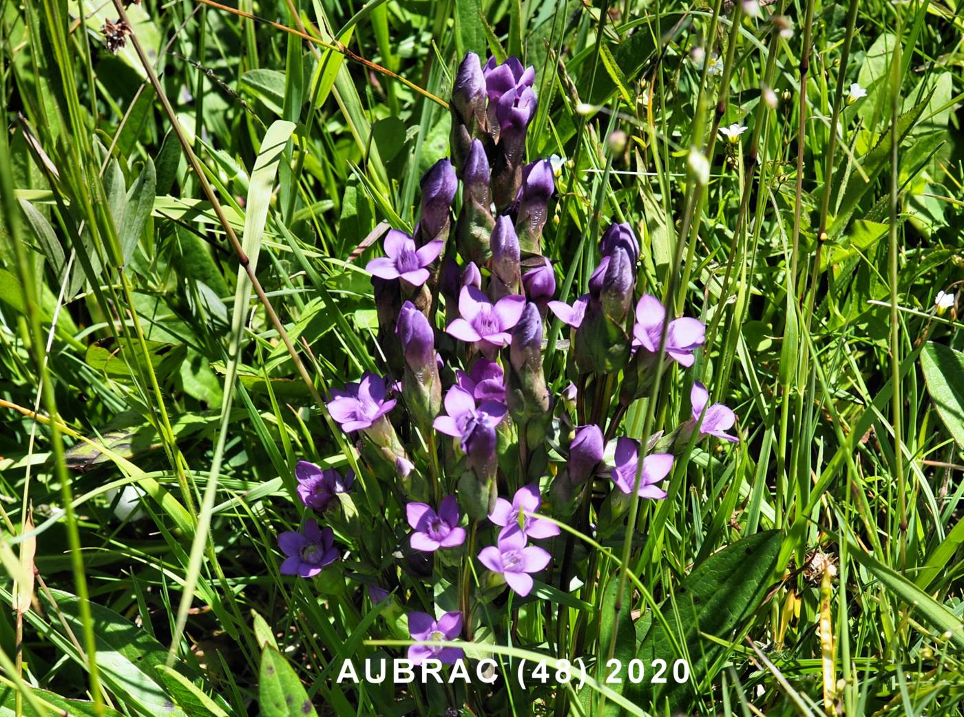 Gentian, Field plant